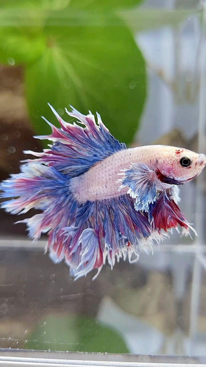 HALFMOON FEATHER TAIL DUMBO EAR PURPLE BETTA FISH
