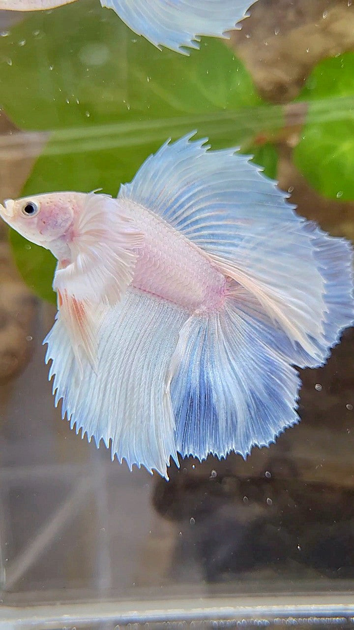 LUXURY HALFMOON DOUBLE TAIL DUMBO EAR SUPER WHITE OPAQUE BETTA FISH