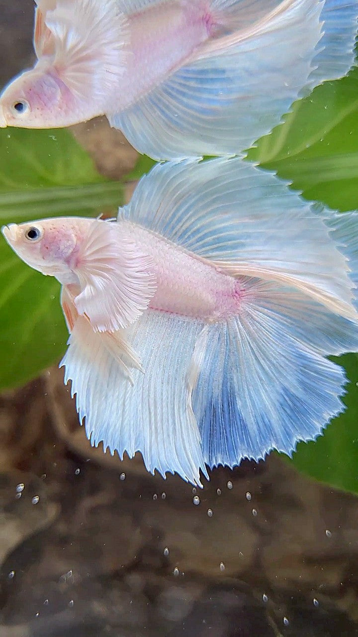 LUXURY HALFMOON DOUBLE TAIL DUMBO EAR SUPER WHITE OPAQUE BETTA FISH