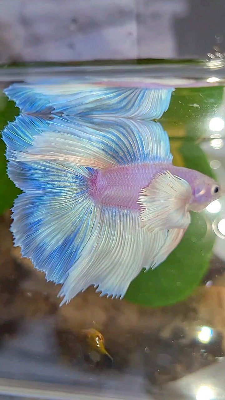 LUXURY HALFMOON DOUBLE TAIL DUMBO EAR SUPER WHITE OPAQUE BETTA FISH