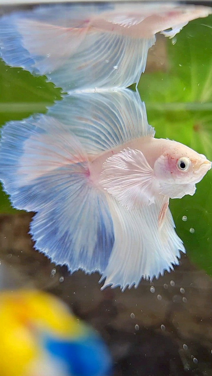 LUXURY HALFMOON DOUBLE TAIL DUMBO EAR SUPER WHITE OPAQUE BETTA FISH