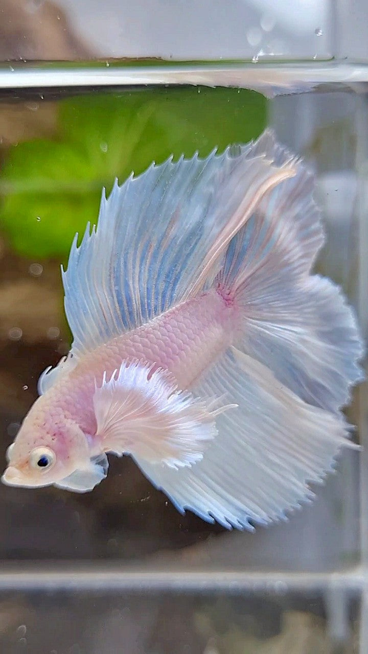 LUXURY HALFMOON DOUBLE TAIL DUMBO EAR SUPER WHITE OPAQUE BETTA FISH