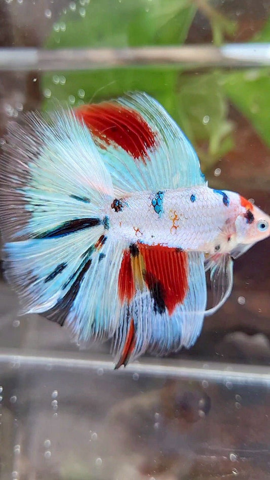 HALFMOON DOUBLE TAIL WHITE SNOW RED SPLASH MULTICOLOR BETTA FISH