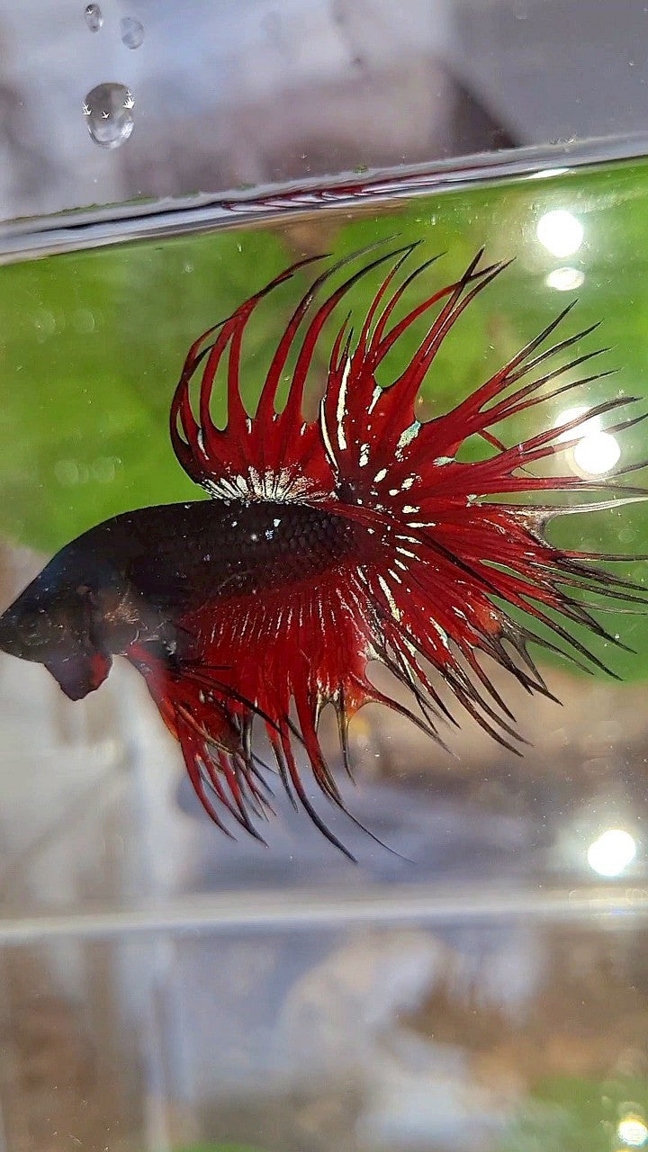 LUXURY CROWNTAIL BLACK GALAXY AVATAR RED VAMPIRE BETTA FISH