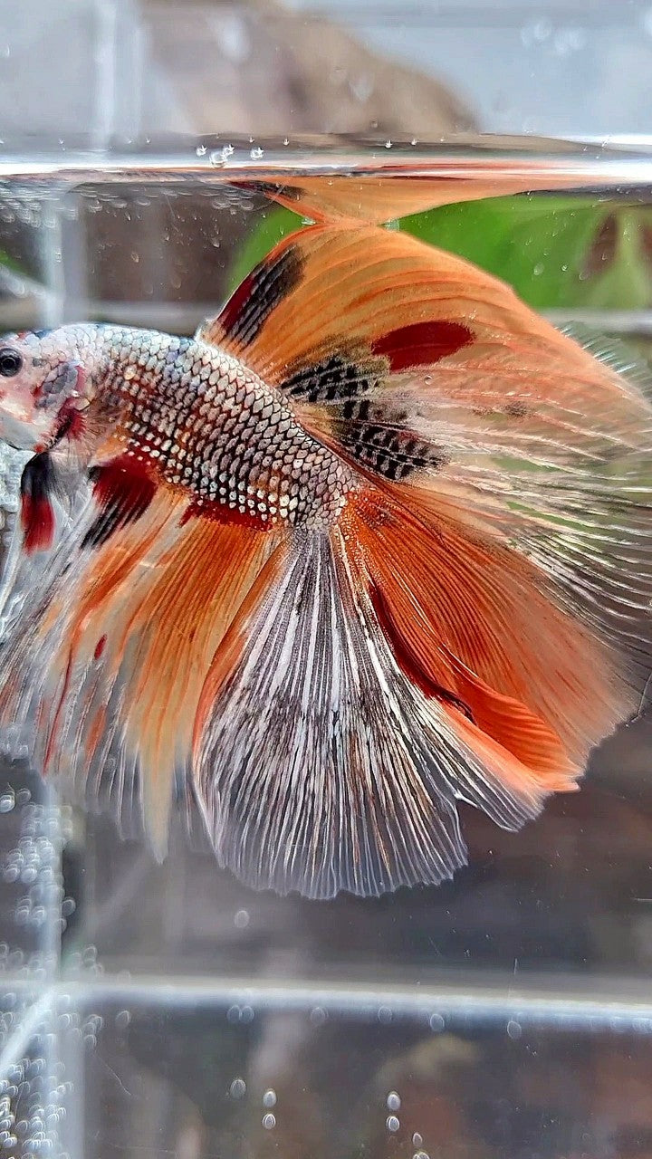 HALFMOON DOUBLE TAIL ORANGE COPPER FANCY MULTICOLOR BETTA FISH