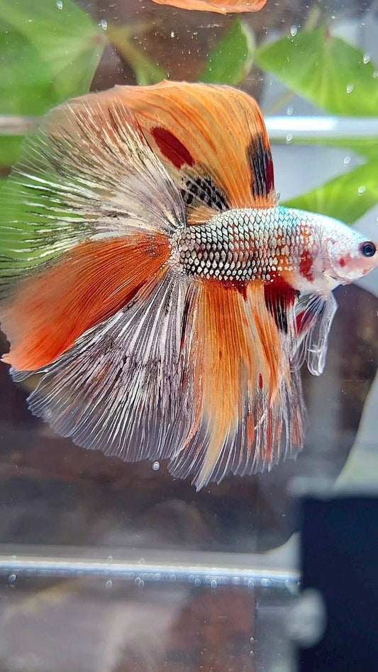 HALFMOON DOUBLE TAIL ORANGE COPPER FANCY MULTICOLOR BETTA FISH