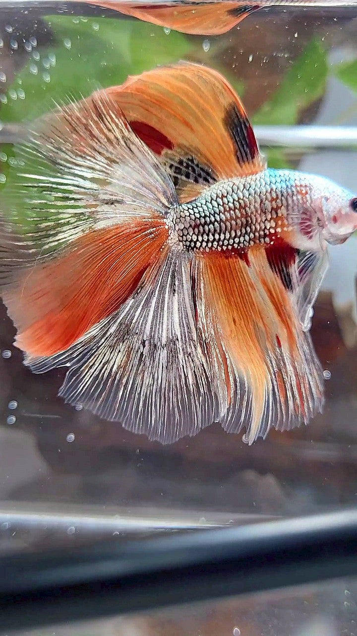 HALFMOON DOUBLE TAIL ORANGE COPPER FANCY MULTICOLOR BETTA FISH