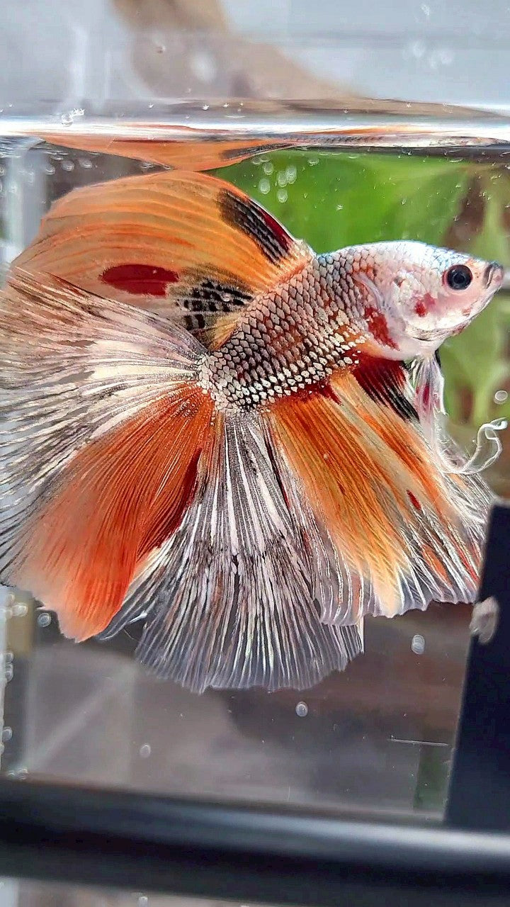HALFMOON DOUBLE TAIL ORANGE COPPER FANCY MULTICOLOR BETTA FISH