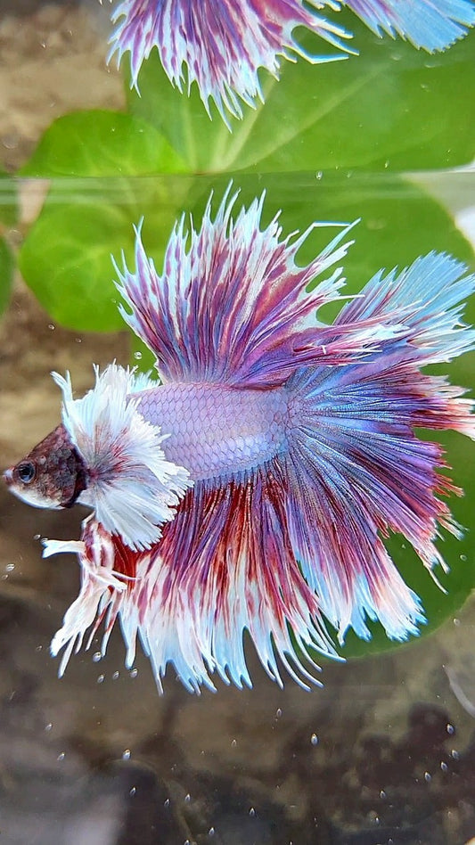 KING HALFSUN SUPER DUMBO EAR PURPLE BETTA FISH