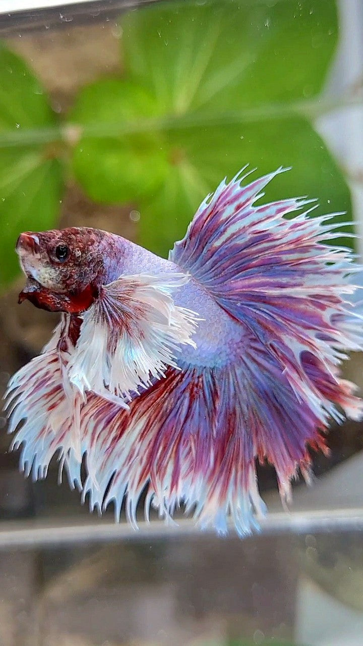 KING HALFSUN SUPER DUMBO EAR PURPLE BETTA FISH