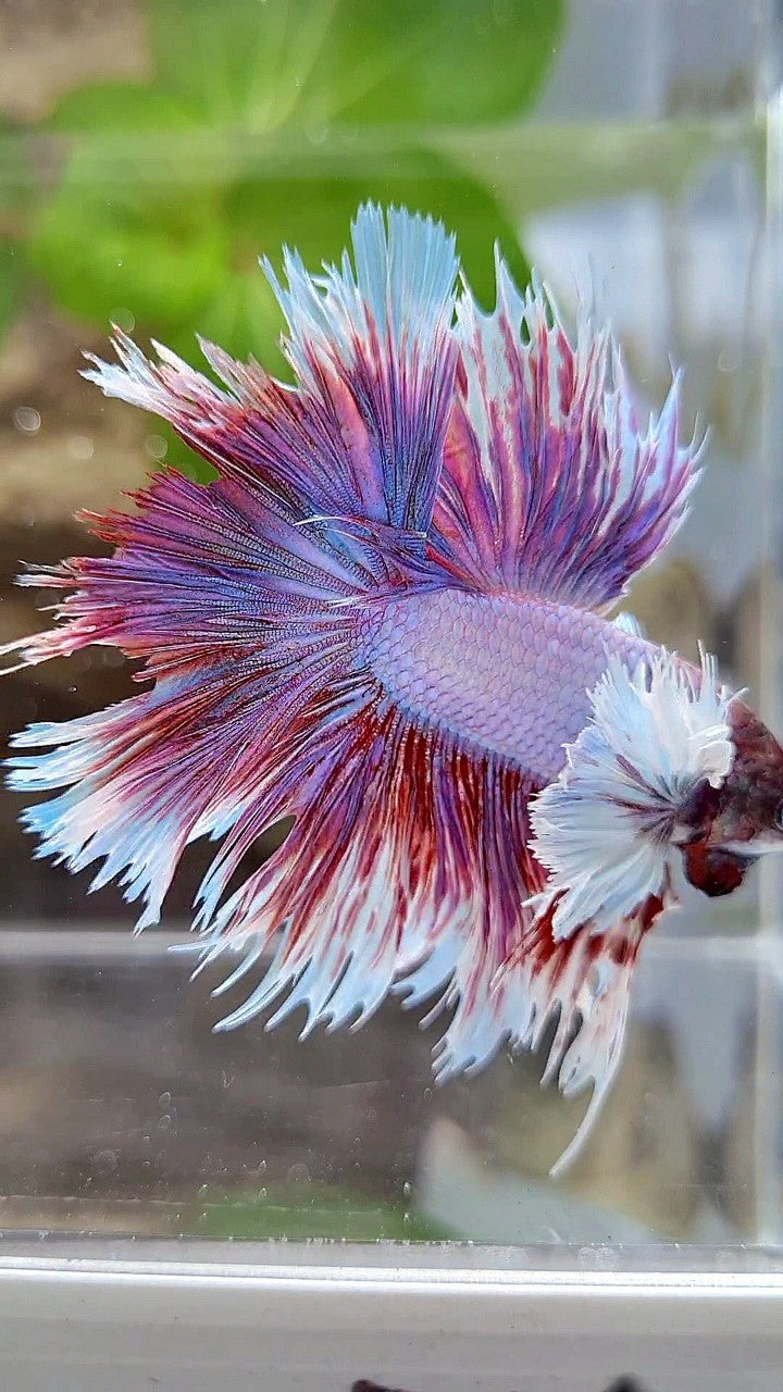 KING HALFSUN SUPER DUMBO EAR PURPLE BETTA FISH