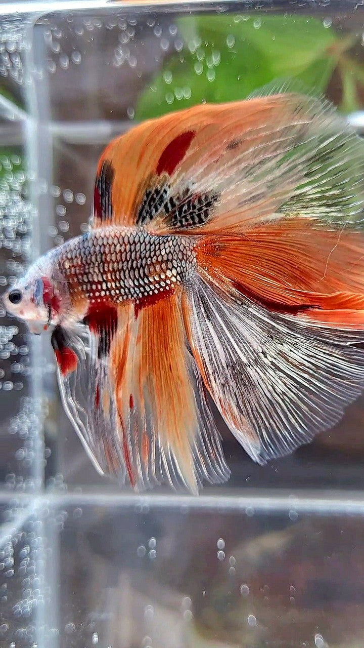 HALFMOON DOUBLE TAIL ORANGE COPPER FANCY MULTICOLOR BETTA FISH