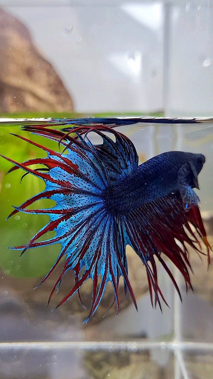 LUXURY KING CROWNTAIL DARK BLUE RED BETTA FISH