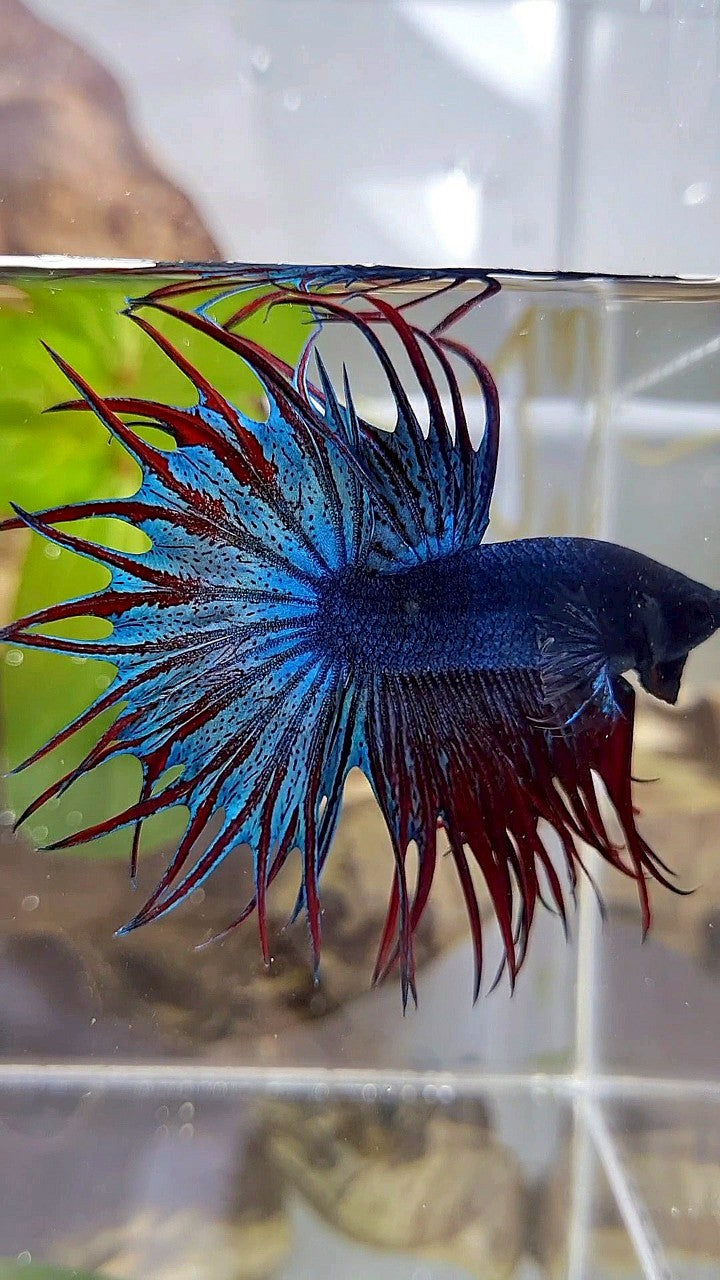 LUXURY KING CROWNTAIL DARK BLUE RED BETTA FISH
