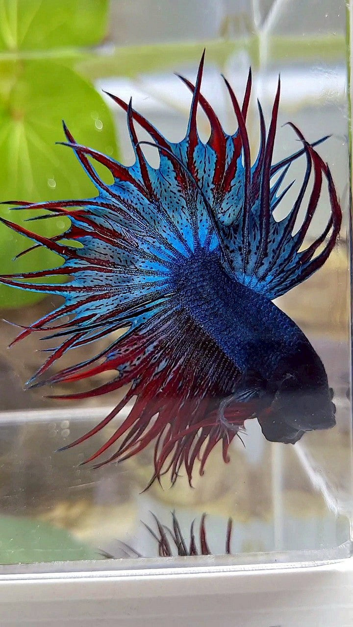 LUXURY KING CROWNTAIL DARK BLUE RED BETTA FISH