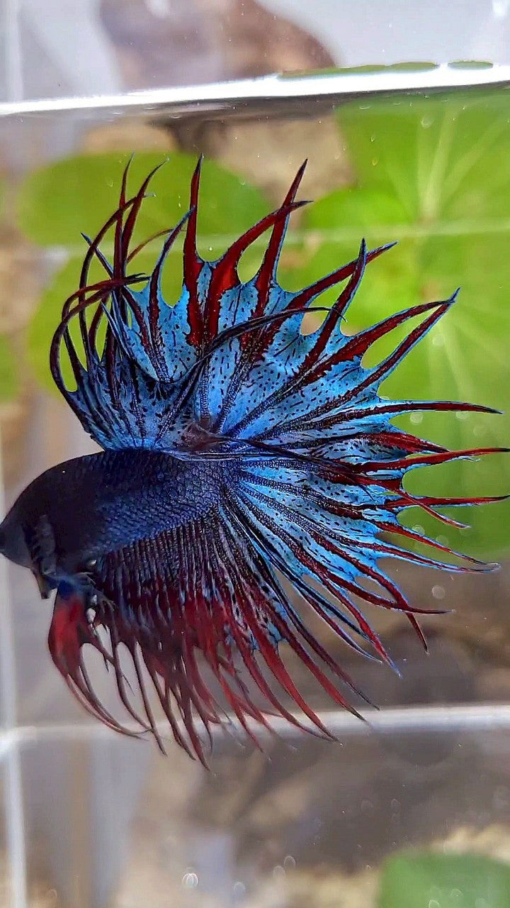 LUXURY KING CROWNTAIL DARK BLUE RED BETTA FISH