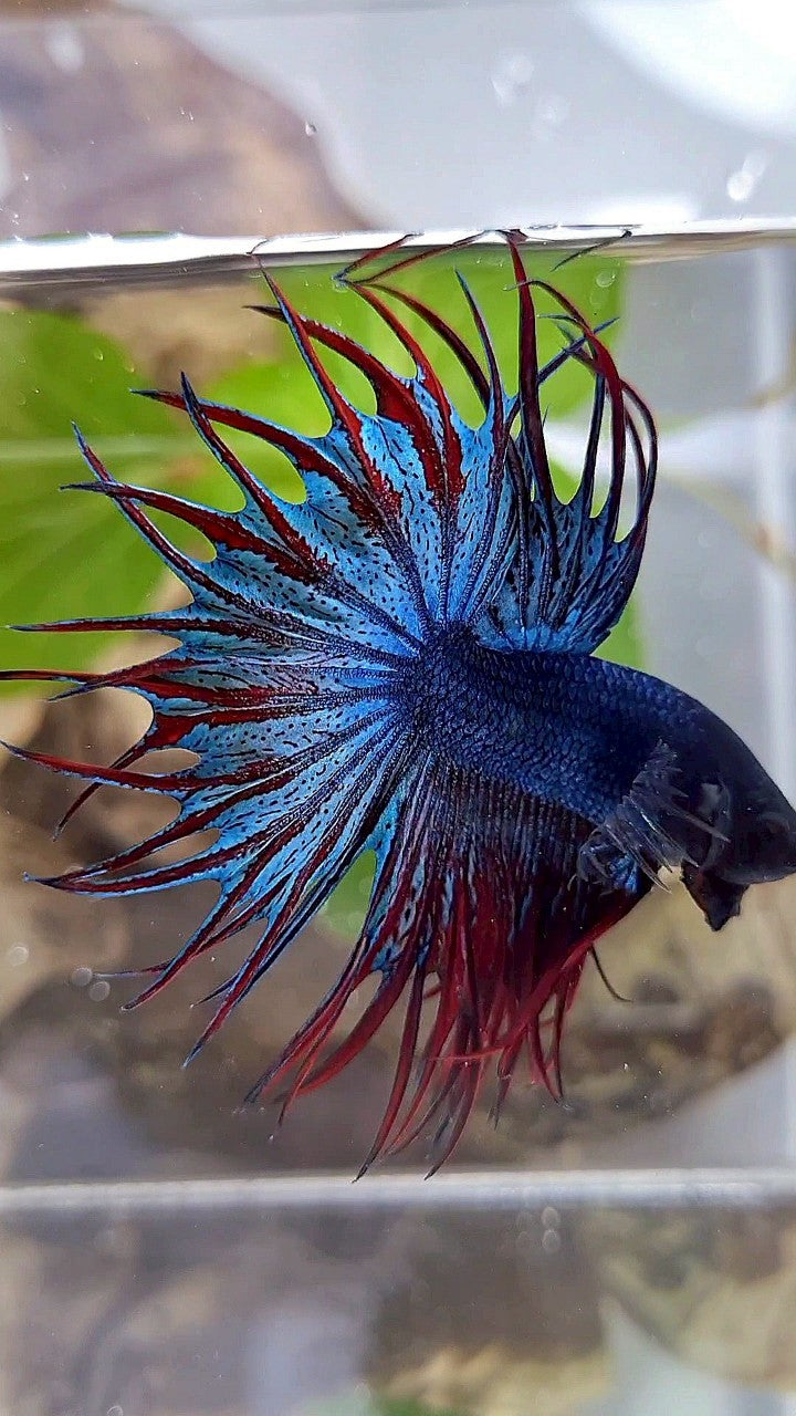 LUXURY KING CROWNTAIL DARK BLUE RED BETTA FISH
