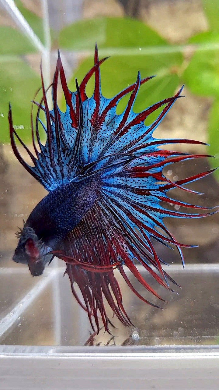 LUXURY KING CROWNTAIL DARK BLUE RED BETTA FISH