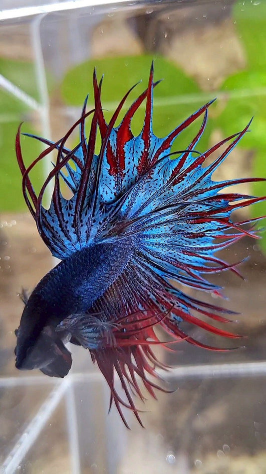 LUXURY KING CROWNTAIL DARK BLUE RED BETTA FISH