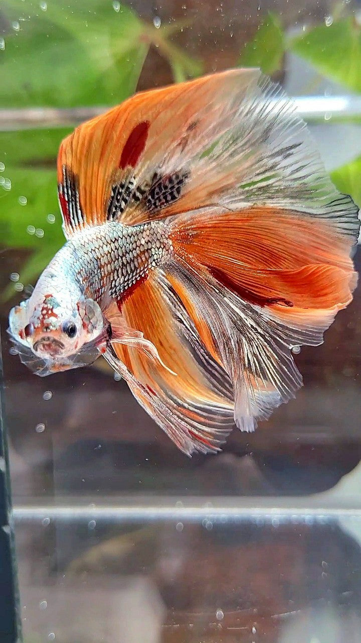 HALFMOON DOUBLE TAIL ORANGE COPPER FANCY MULTICOLOR BETTA FISH