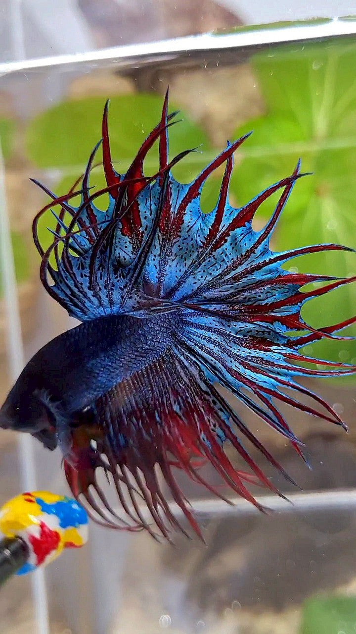 LUXURY KING CROWNTAIL DARK BLUE RED BETTA FISH