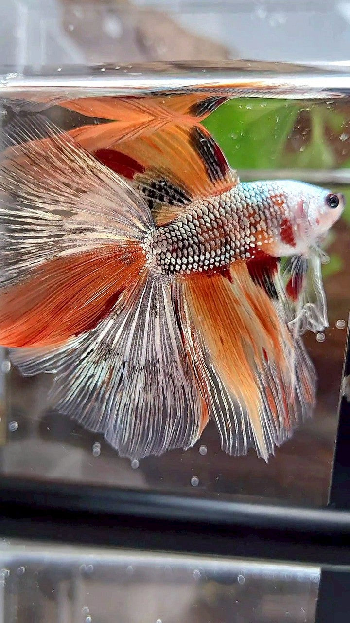 HALFMOON DOUBLE TAIL ORANGE COPPER FANCY MULTICOLOR BETTA FISH