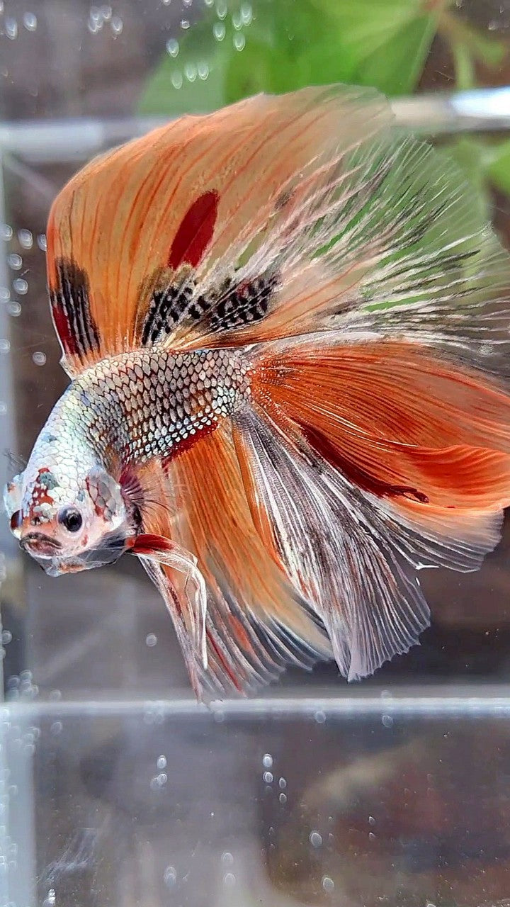 HALFMOON DOUBLE TAIL ORANGE COPPER FANCY MULTICOLOR BETTA FISH