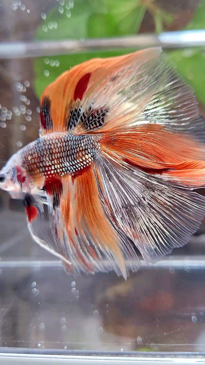 HALFMOON DOUBLE TAIL ORANGE COPPER FANCY MULTICOLOR BETTA FISH