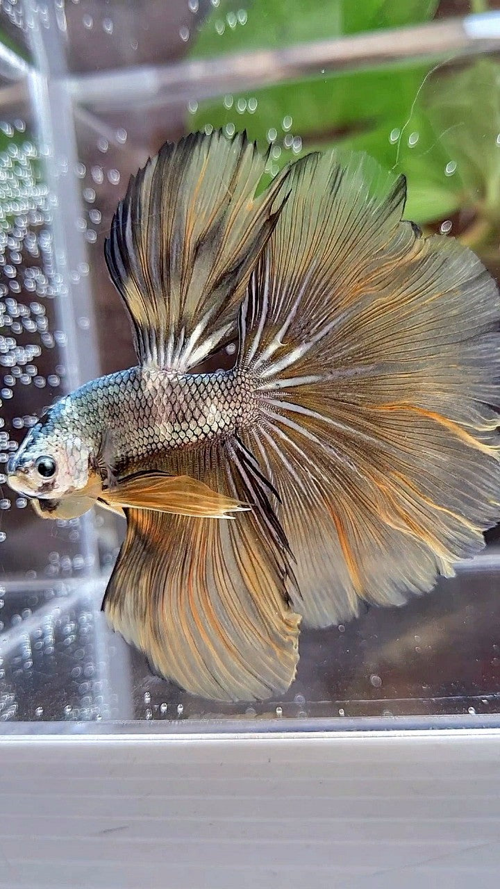 HALFMOON ROSETAIL YELLOW COPPER ARMY MASKING BETTA FISH