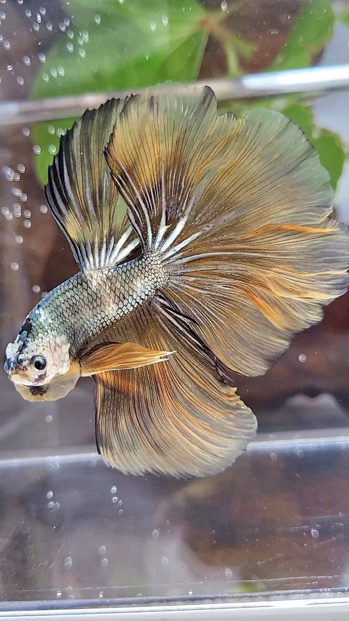 HALFMOON ROSETAIL YELLOW COPPER ARMY MASKING BETTA FISH