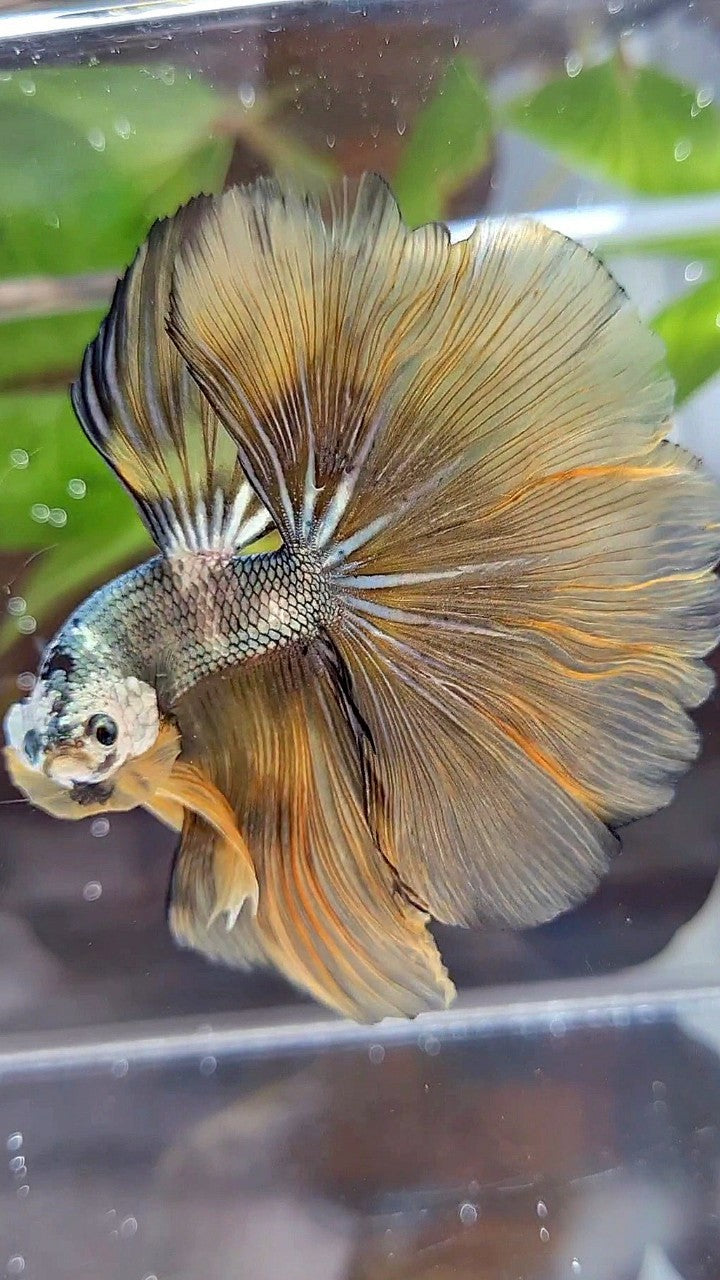 HALFMOON ROSETAIL YELLOW COPPER ARMY MASKING BETTA FISH