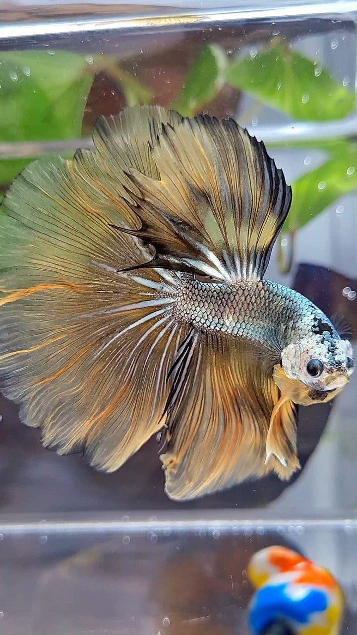 HALFMOON ROSETAIL YELLOW COPPER ARMY MASKING BETTA FISH