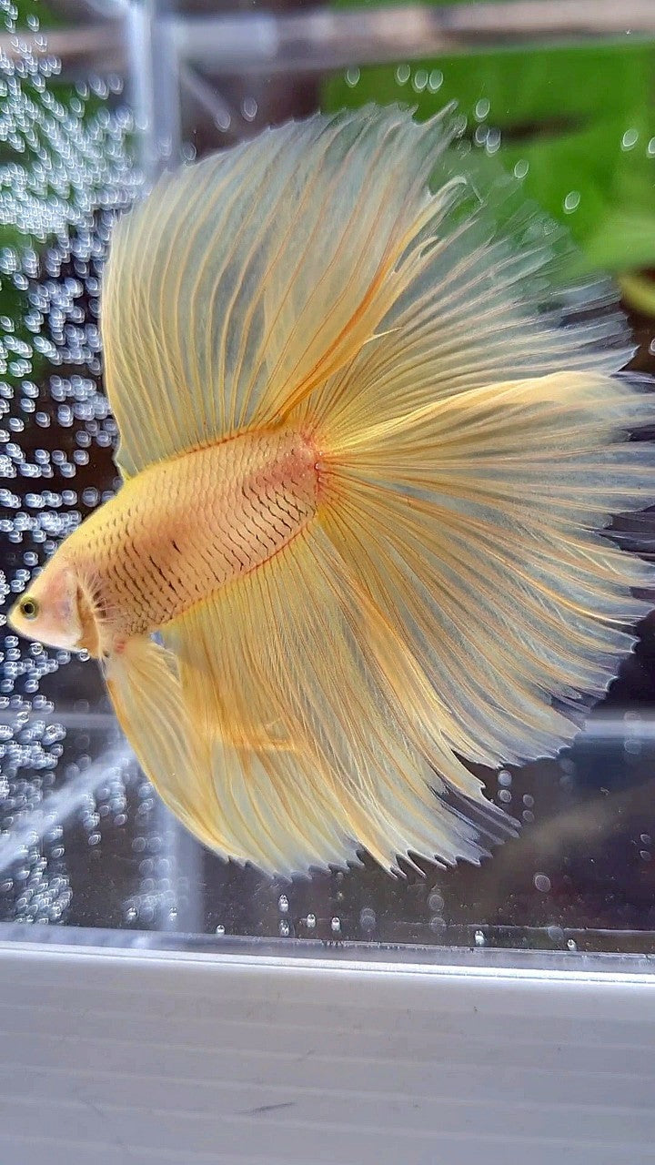 HALFMOON DOUBLE TAIL SUPER YELLOW BETTA FISH