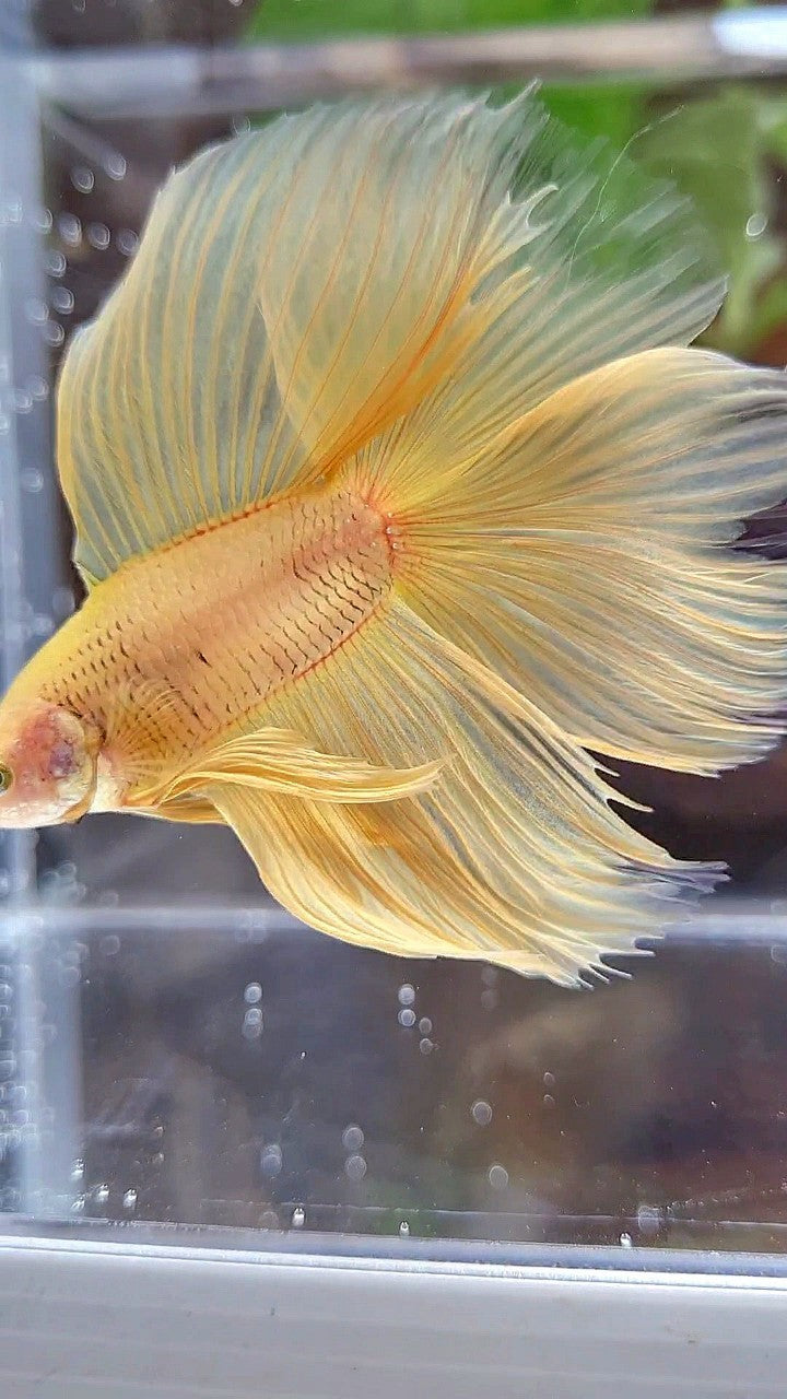 HALFMOON DOUBLE TAIL SUPER YELLOW BETTA FISH