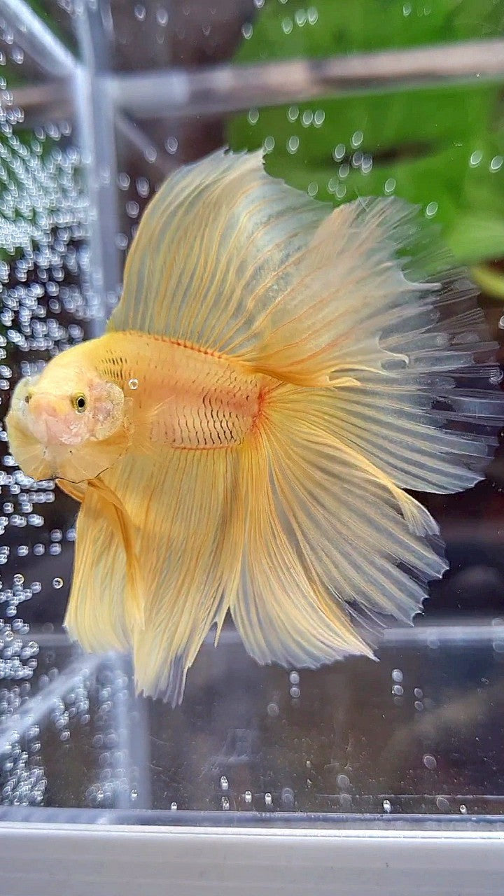 HALFMOON DOUBLE TAIL SUPER YELLOW BETTA FISH