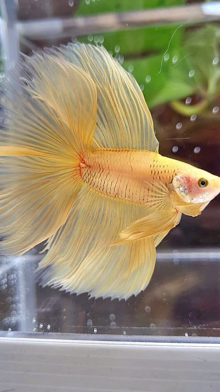 HALFMOON DOUBLE TAIL SUPER YELLOW BETTA FISH