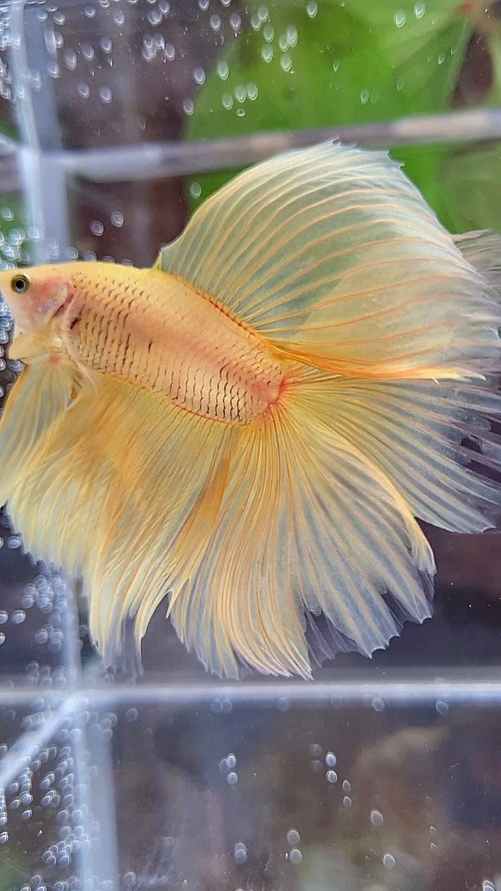 HALFMOON DOUBLE TAIL SUPER YELLOW BETTA FISH