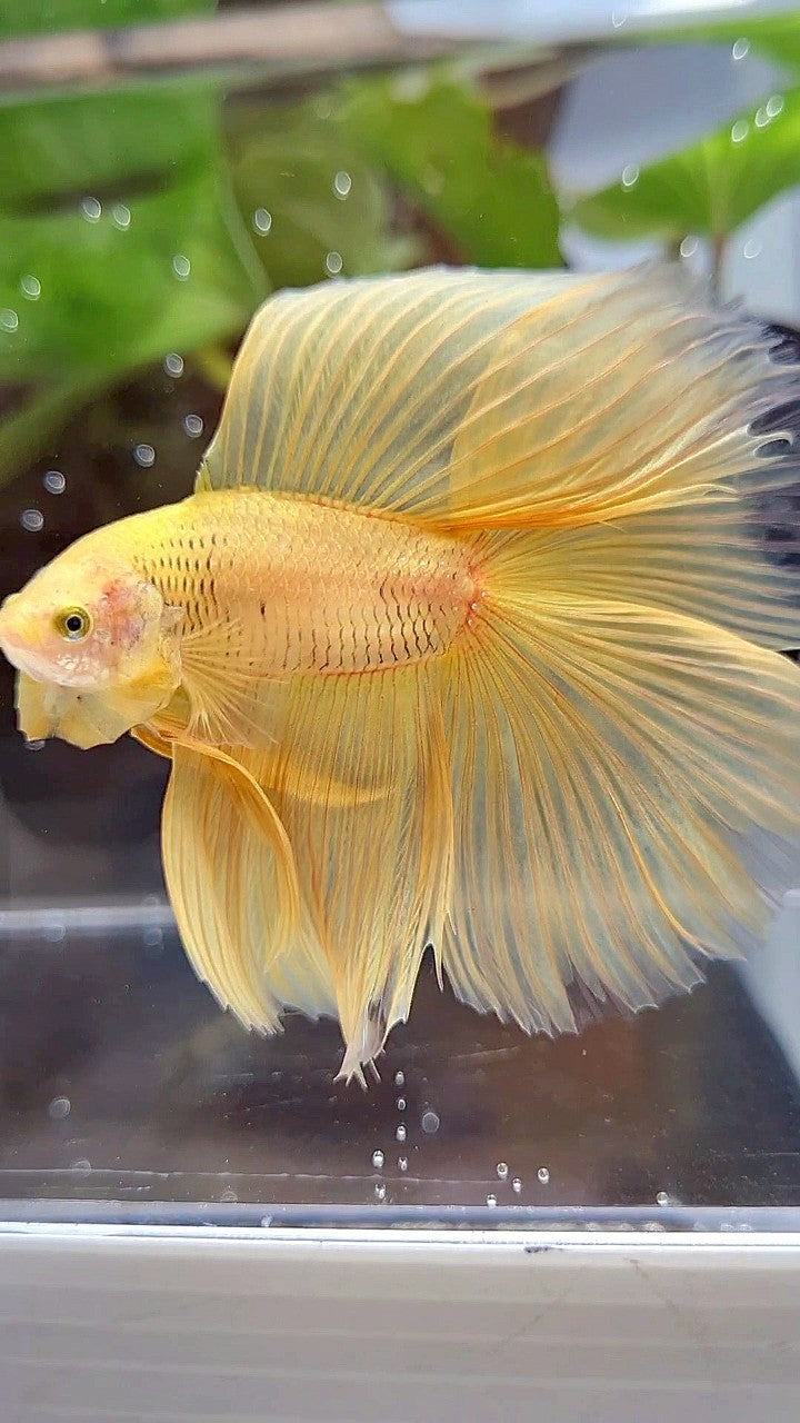 HALFMOON DOUBLE TAIL SUPER YELLOW BETTA FISH