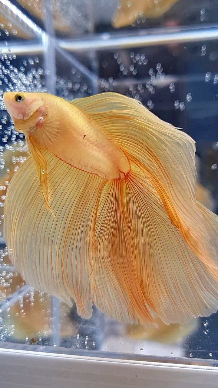 XL HALFMOON DOUBLE TAIL SUPER YELLOW BETTA FISH