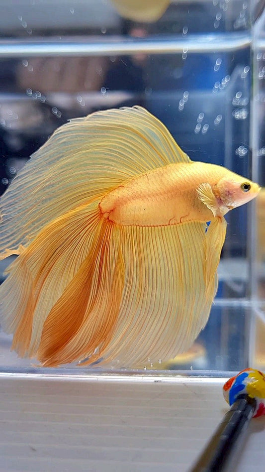 XL HALFMOON DOUBLE TAIL SUPER YELLOW BETTA FISH