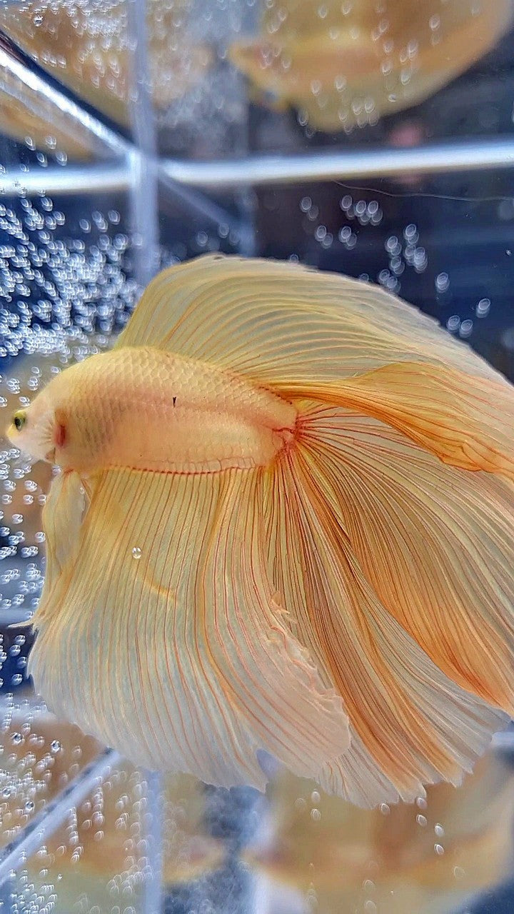 XL HALFMOON DOUBLE TAIL SUPER YELLOW BETTA FISH