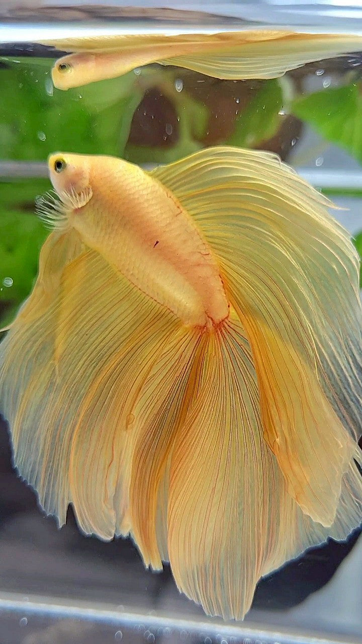 XL HALFMOON DOUBLE TAIL SUPER YELLOW BETTA FISH