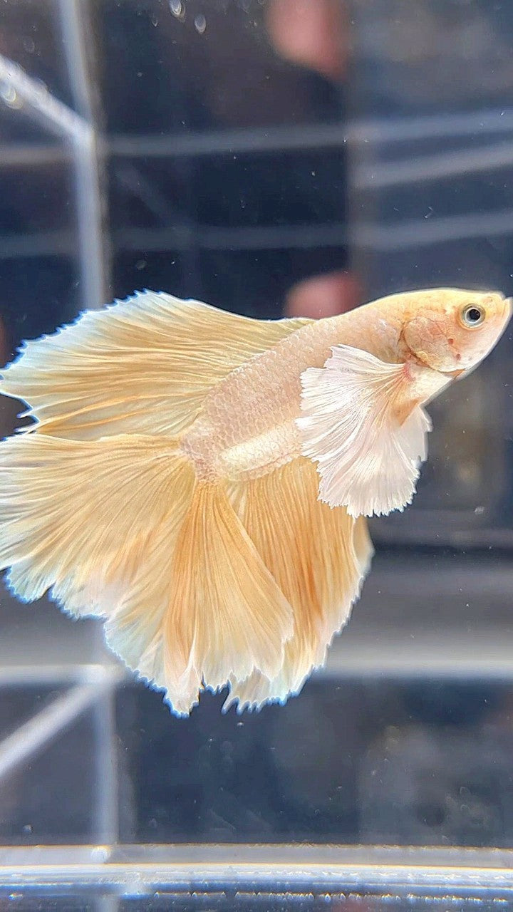 HALFMOON DOUBLE TAIL SUPER DUMBO EAR GOLD BETTA FISH
