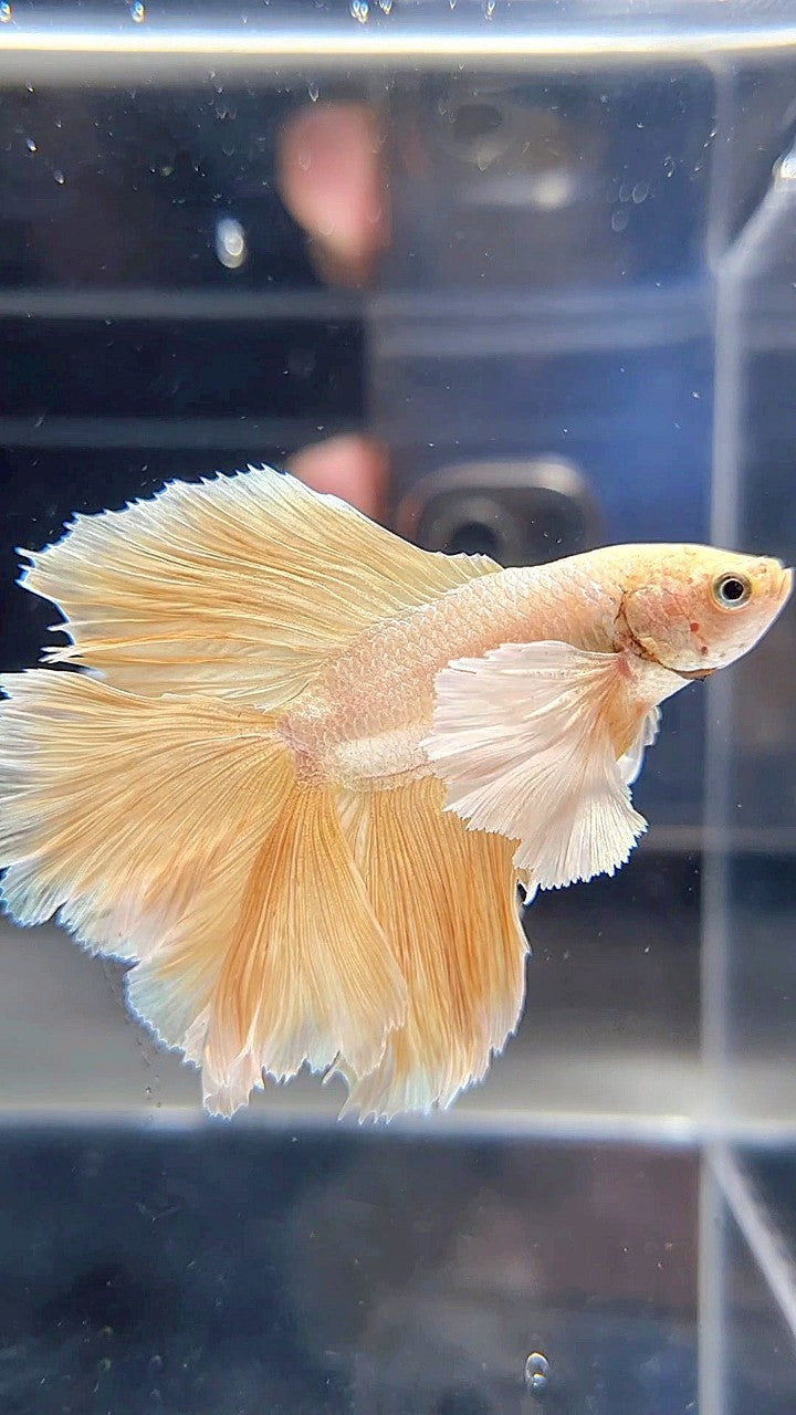 HALFMOON DOUBLE TAIL SUPER DUMBO EAR GOLD BETTA FISH