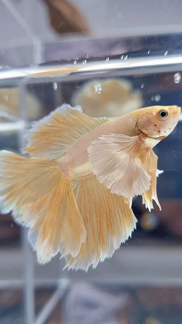 HALFMOON DOUBLE TAIL SUPER DUMBO EAR GOLD BETTA FISH