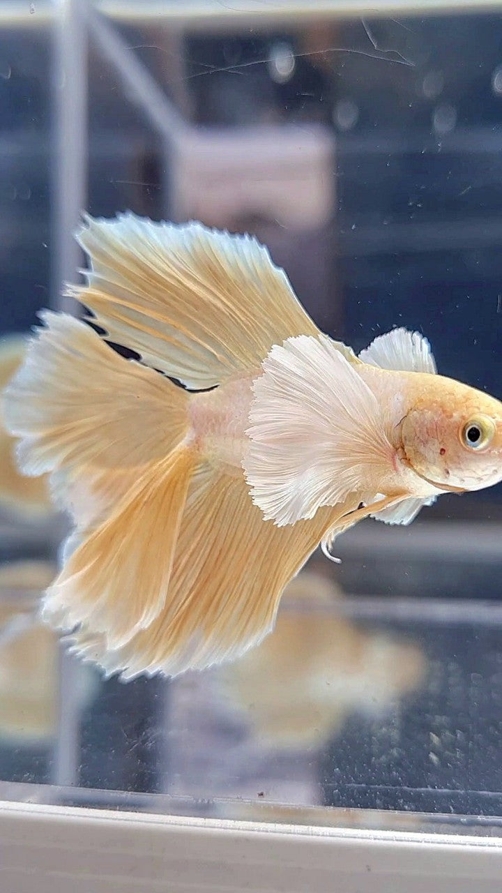 HALFMOON DOUBLE TAIL SUPER DUMBO EAR GOLD BETTA FISH
