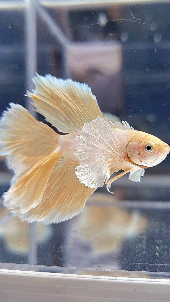 HALFMOON DOUBLE TAIL SUPER DUMBO EAR GOLD BETTA FISH