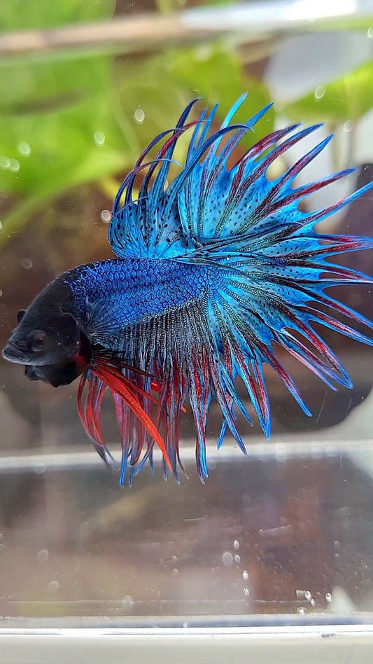 KING CROWNTAIL BLUE GREEN RED BETTA FISH
