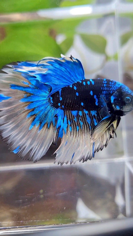 LUXURY XL HALFMOON ROSETAIL BLACK GALAXY BLUE AVATAR YELLOW BETTA FISH