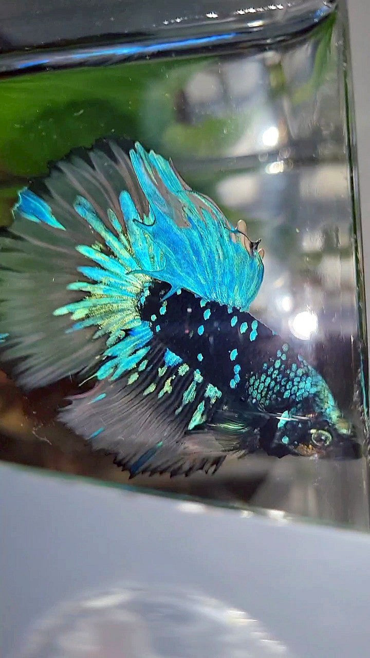 LUXURY XL HALFMOON ROSETAIL BLACK GALAXY BLUE AVATAR YELLOW BETTA FISH
